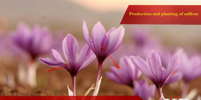 قیمت انواع زعفران امروز چند است؟ نمودار قیمت زعفران صادراتی و قیمت فروش زعفران در بازار