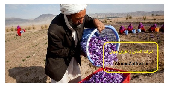 قیمت خرید زعفران افغانستان